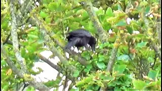 Crow Family, Fledgling Learns How to Cache Food and More.. / Balcony Bird Table 4K