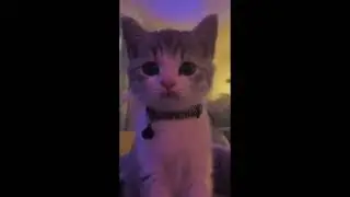 cat winking