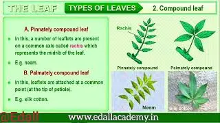 Leaf Structure & Types | Phylotaxy | Modifications | Class 11 Biology | Plant Morphology | NEET 2025