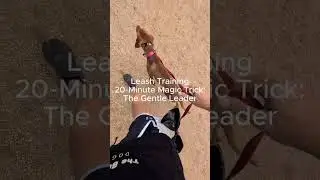 Leash Training Magic Trick: The Gentle Leader