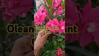 Oleander kaner Plant Care Tips, soil, fertilizer, watering A to Z information