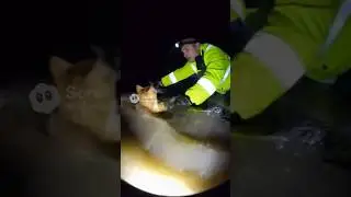 Traffic Police Officer Saves Cat From Deadly Flood 🚨🌊 | Hero Moment#aishorts #rescueefforts