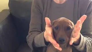 Natural ear taping