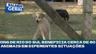 APAD Rio do Sul: ONG de Rio do Sul beneficia cerca de 60 animais em diferentes situa&ccedil;&otilde;es