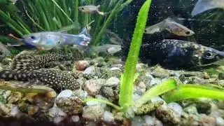 Guppy