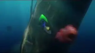 Finding Nemo Screaming
