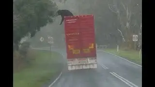 Cow attempts to escape from moving semi