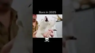 Born in 2025 #reel #reels #trending #wolf #wirewolf #whitewolf #got #GOT #ancientwolf #scientist