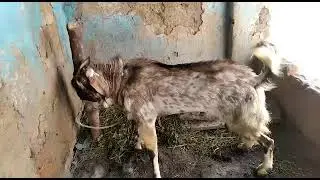 Goat 🐐 Farming/Full Video Subscribe our channel/Mahars Group Farming