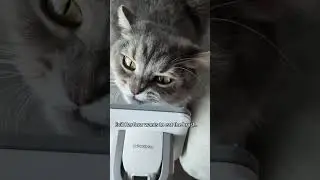 Evil HarGow vs. Neakasa P2 Pro Pet Grooming Kit! (Cat Reaction)  #cat #neakasa #catgrooming