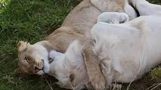 White Lion & Lioness In Love