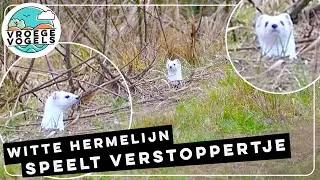 Witte hermelijn speelt verstoppertje | Zelf Geschoten | Vroege Vogels