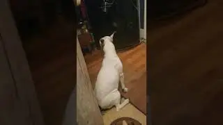 Sissy swaying head back and forth from cephalexin