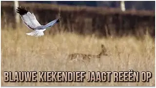 Blauwe Kiekendief jaagt Reeën op, LOL