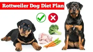 Rottweiler Dog Diet Plan in kannada | Rottweiler Dog food | Dog Food | Pet care kannada