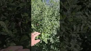 The Best Edible Evergreen: Pineapple Guava!