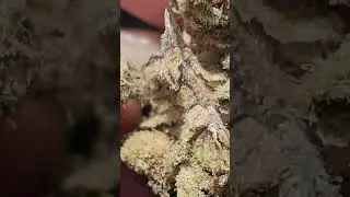 Peanut Butter Souffle | @StonedstonerCS #420community #subscribe #freethatplant