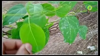 How to reduce diabetes by Gymnema | Gymnema slyvestre |Gymnemic acid |