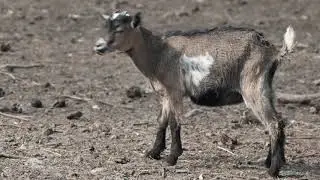 Animals at O.U.R. Ecovillage