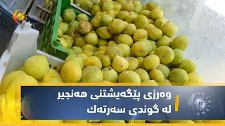 خانەقین .. وەرزی پێگەیشتنی هەنجیر لە گوندی سەرتەك