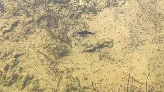 Aphanius fasciatus conditions extr&ecirc;mes