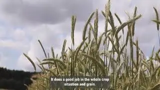 SU Performer | Hybrid Rye