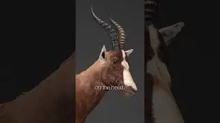 Blesbuck Shoulder Mount | SIT Species | Splitting Image Taxidermy