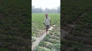 আলু খেতে চাষের পদ্ধতি।&ldquo;Irrigation and crop management in potato farming.&rdquo; Godong, dhupguri.