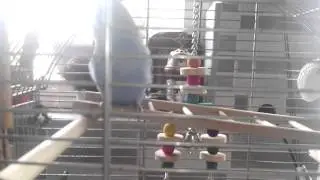 fifis mimitai