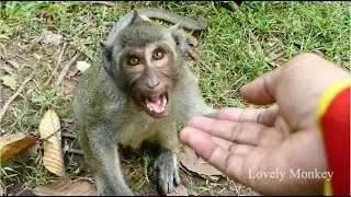 Little Monkey Jessie Angry Me Without Reason!  Why? Pity Poor Little Monkey Jessie.