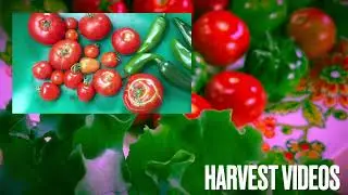 You Grow Row Intro