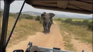 Elephant Charges Our Vehicle in an epic chase in the  Wild