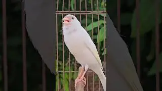 birds sound | cute bird #bird #canary #birdsounds