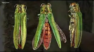 2 the Outdoors: Invasive Species