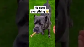 #canecorso #dogs 😍&hearts;️
