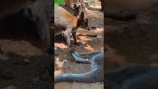 Kangaroo in the zoo #viral #kangoo #animals #fypシ #yoyo