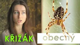 🔮 Stav&iacute; si geni&aacute;ln&iacute; s&iacute;tě a zabije i saranče 🕸 | Křiž&aacute;k obecn&yacute; 🕷
