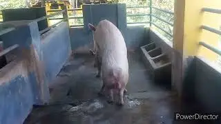 pig training matting good perform Boer male handling