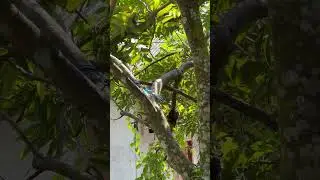 Bocil bombom melihat hewan londok #shortsvideo  #shortvideo  #shorts #short  #hewan