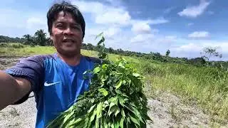 Pergi kebun cari sayur daun ubi dengan sayur manis👍👍🤣🤣