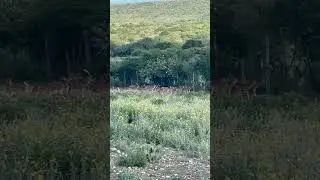 Manada de Axis buck #axis #axisbuck #deer #axisdeer #ranchoelcaiman #hunting #hunterxhunter #rancho