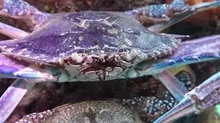 Blue Swimmers Crabs-The Mating Dance
