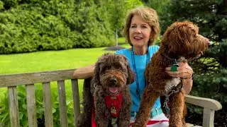 Being a Pet Therapy Volunteer at Care Dimensions