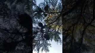 Biggest nests and loudest birds in Rome Italy
