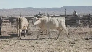 Ranchers baffled by disappearance of 180 cows