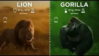 The Ultimate Battle: Silverback Gorilla vs African Lion (Power Comparison)