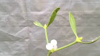 Mistletoe (Viscum album) - stems, leaves & fruit - February 2019