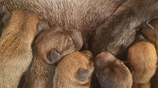 HEART-MELTING! 💖 The Cutest Moment a Grey Puppy Gets Pampered by Its Loving Mom
