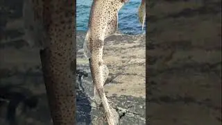 Mackerel, Pollock fishing of the rocks #cliff #rockfishing #fishing #mackarel #pollock #ireland