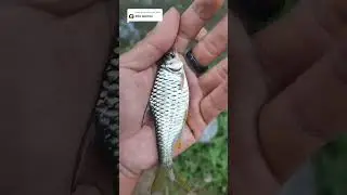 SPILL SPOT ANTI BONCOS ‼️ Tempat syahdu! #tipsmancing mancingmania  #mancingdisungai  #antiboncos